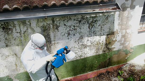 Top rated local Mold Cleanup specialists in Henderson, MD